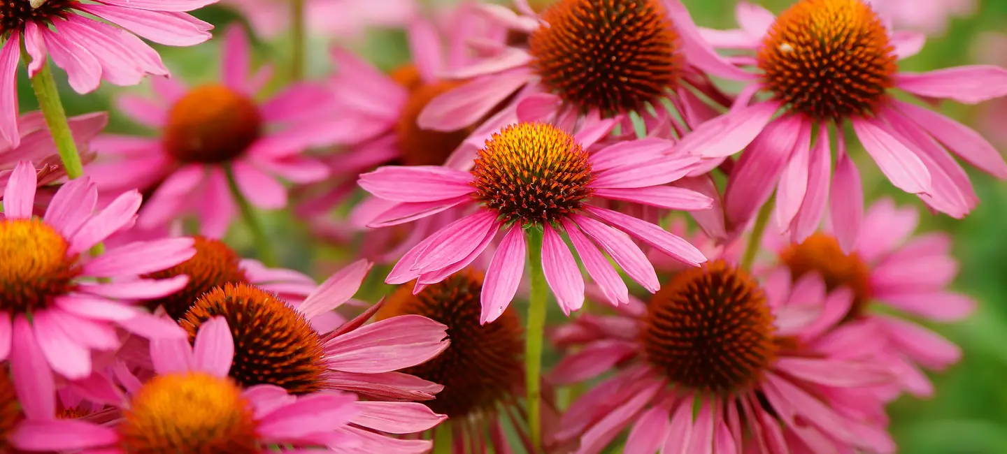 Echinacea flowers