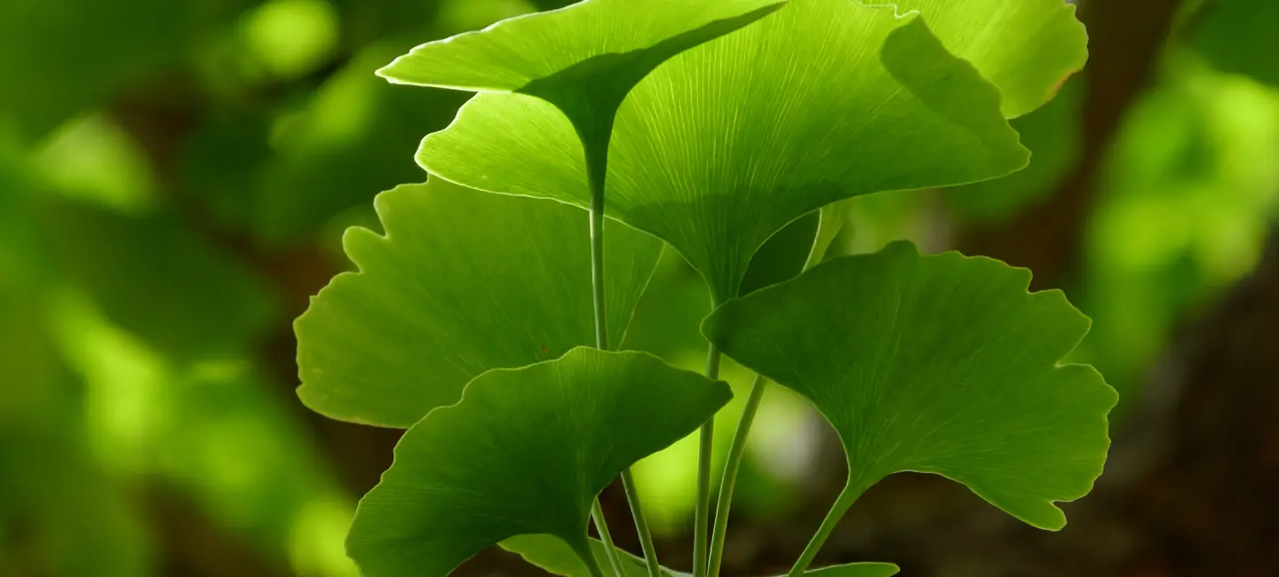 Ginkgo leaves