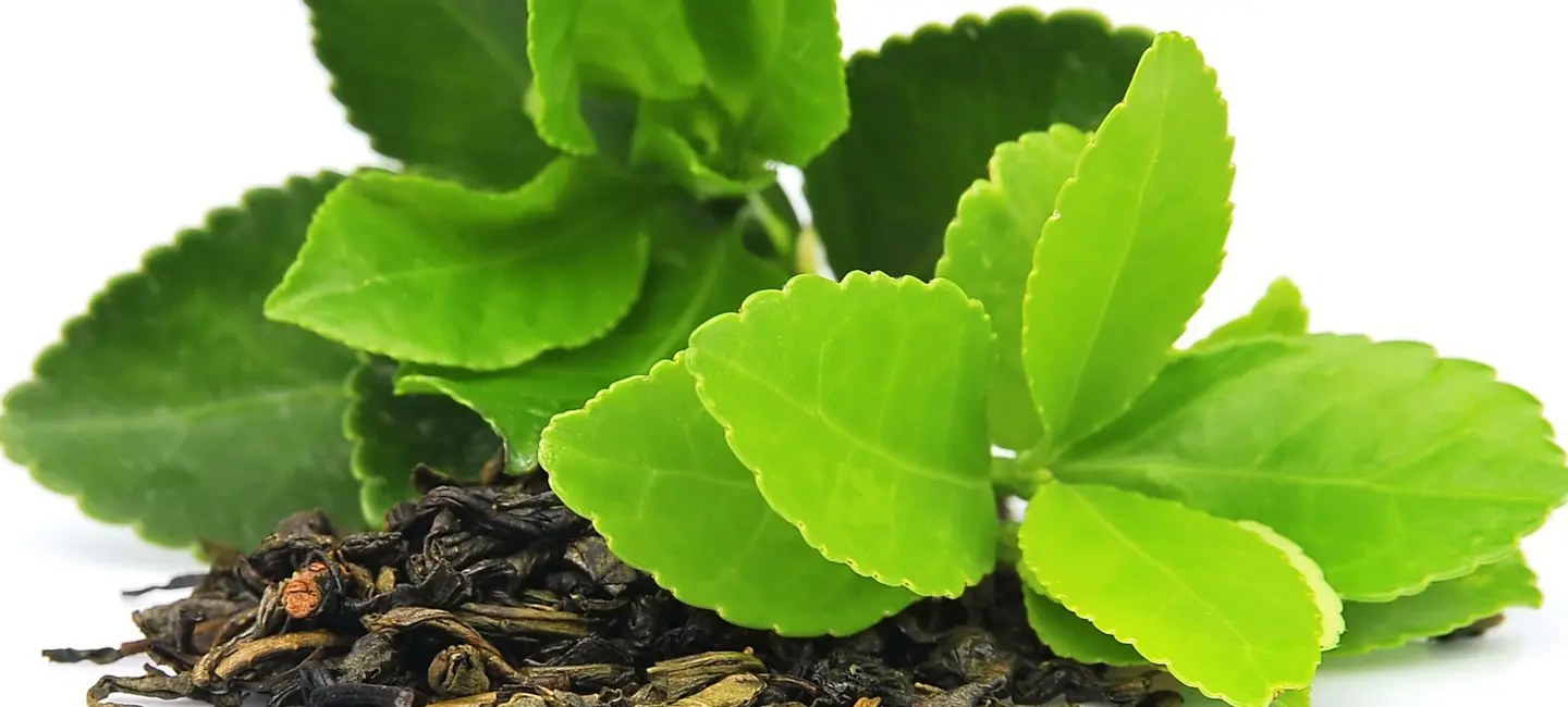 Green Tea leaves