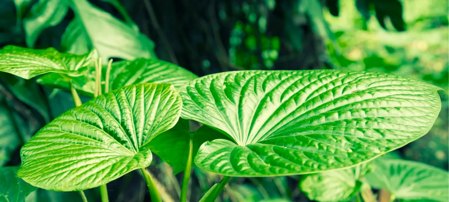 kava plant