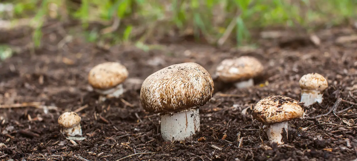 Agaricus Mushrooms