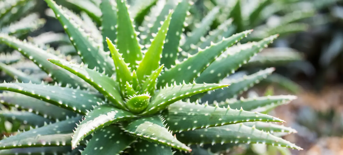 Aloe plant