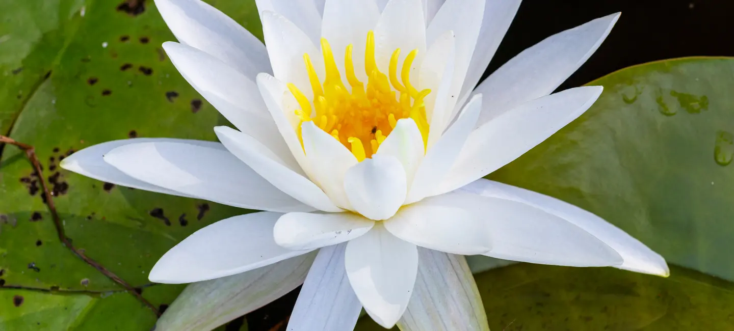 American White Water Lily plant