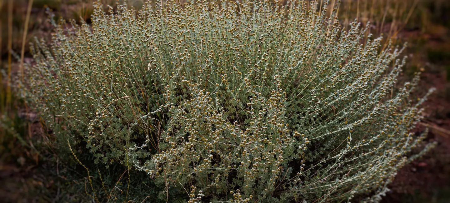 Artemisia Herba-Alba plant