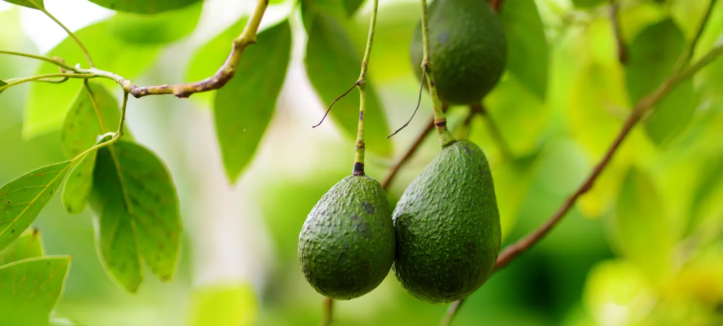 Avocado plant