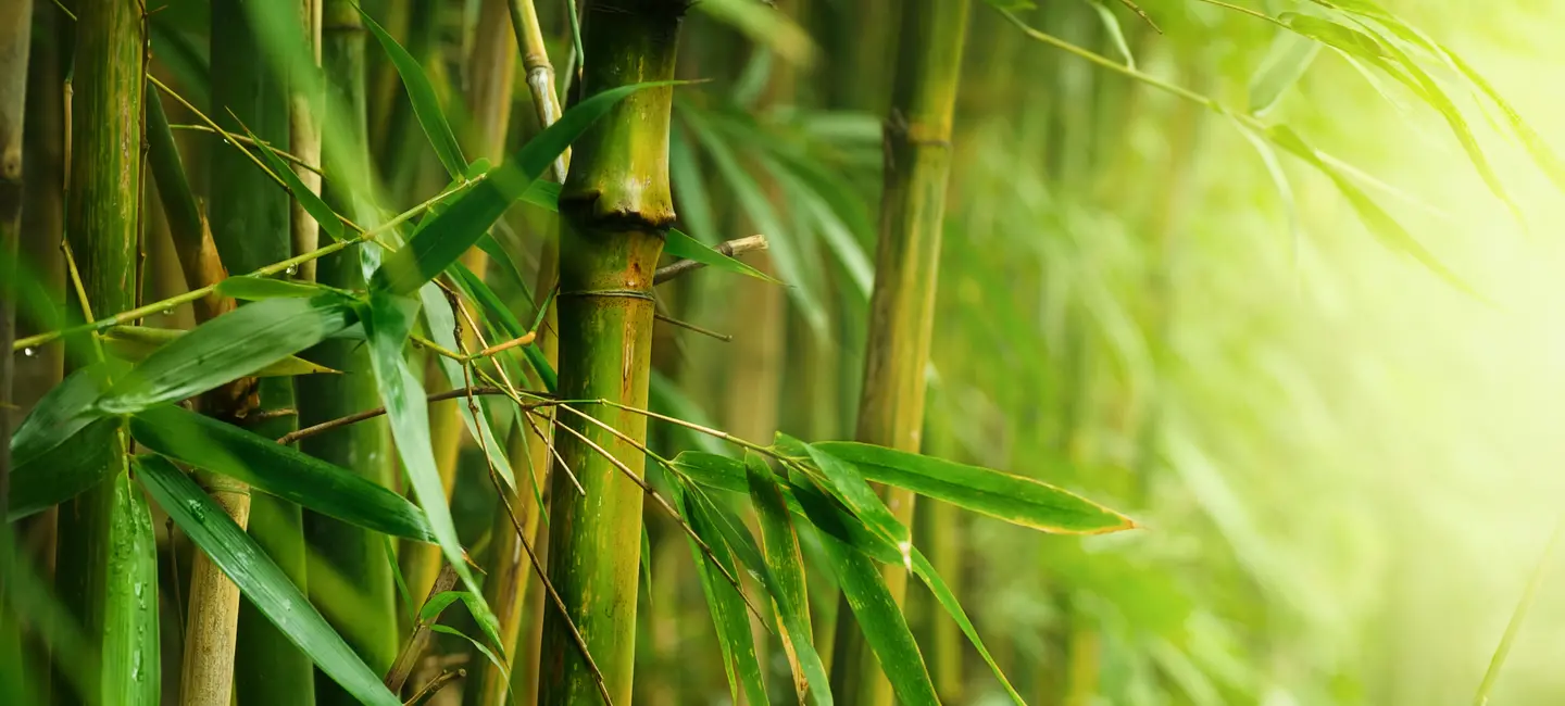 Bamboo forest