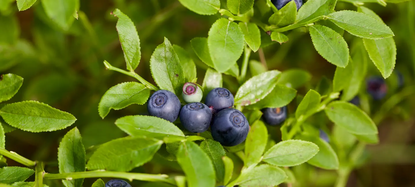 Bilberry plant