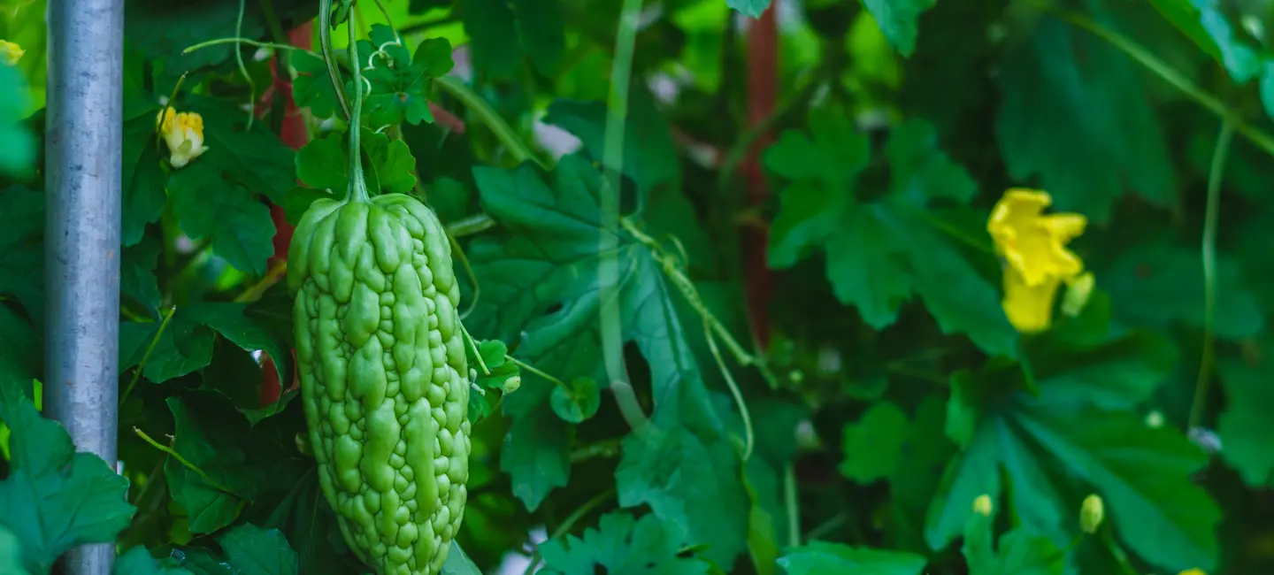 Bitter Melon plant