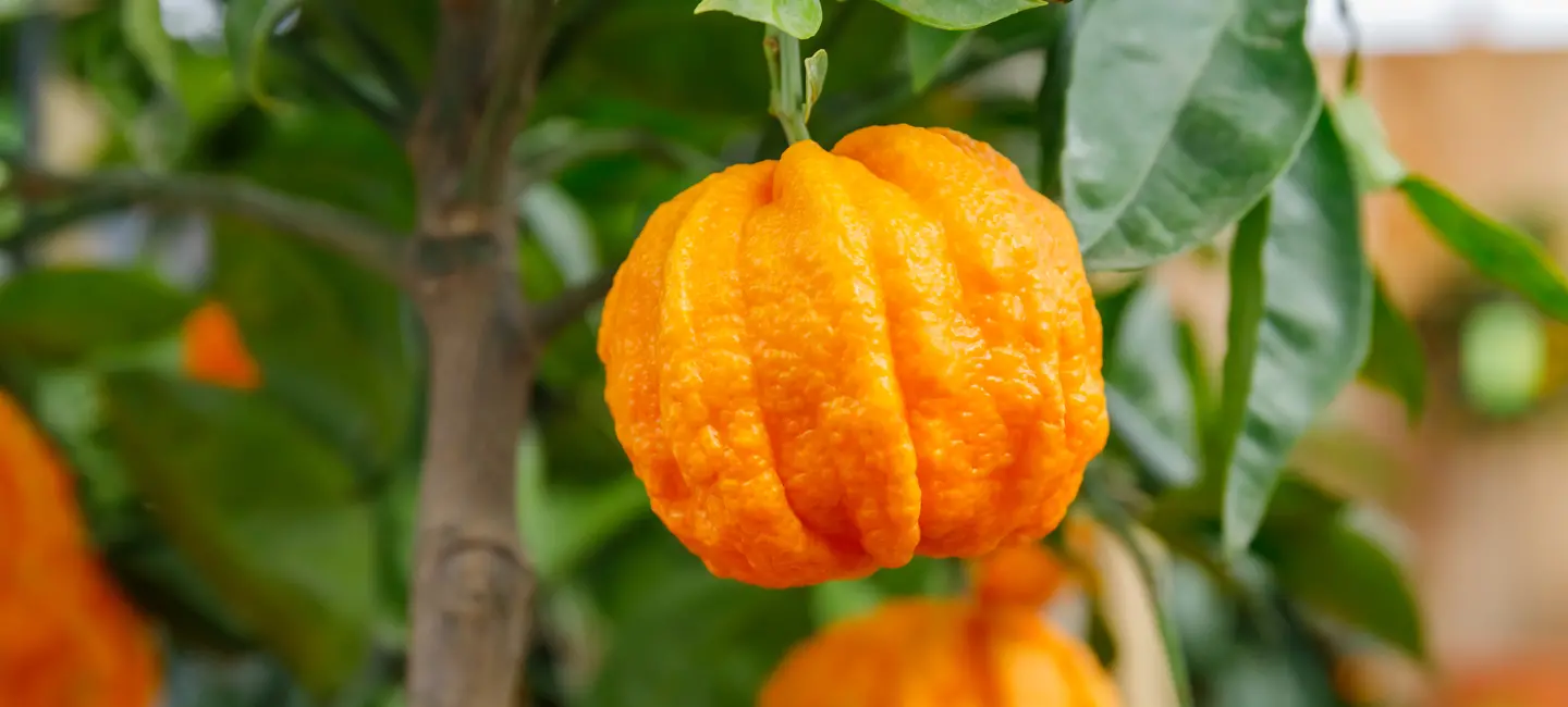Bitter Orange plant