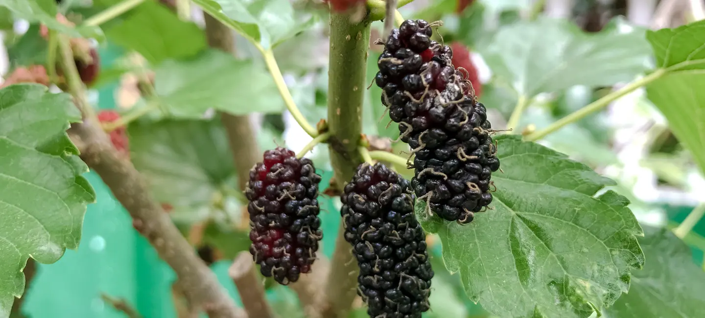 Black Mulberry plant