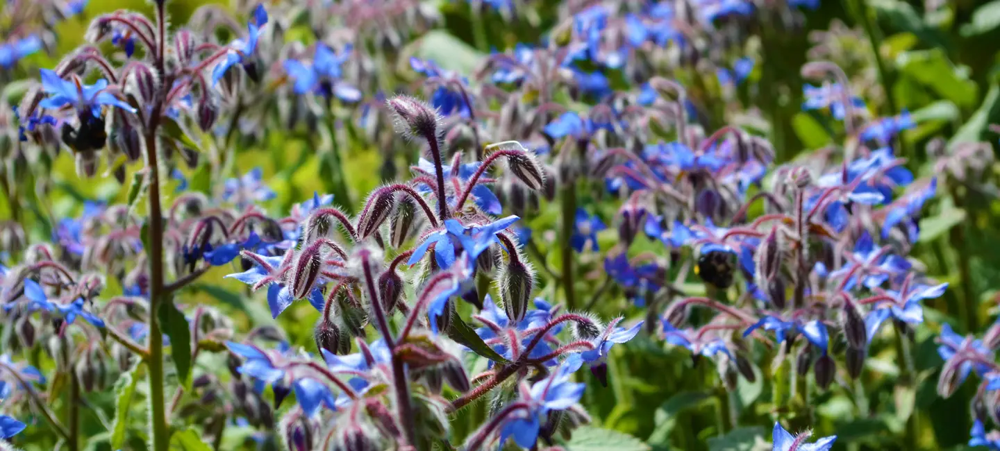 Borage plant