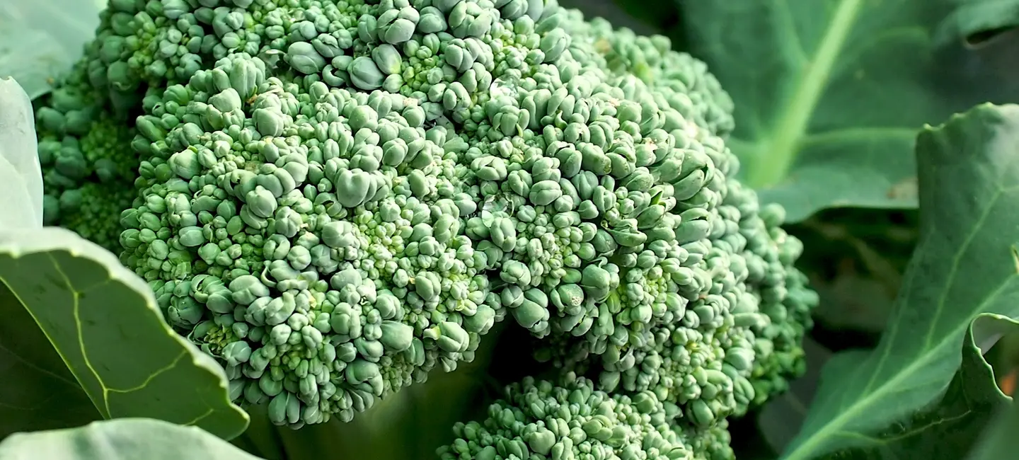 Broccoli