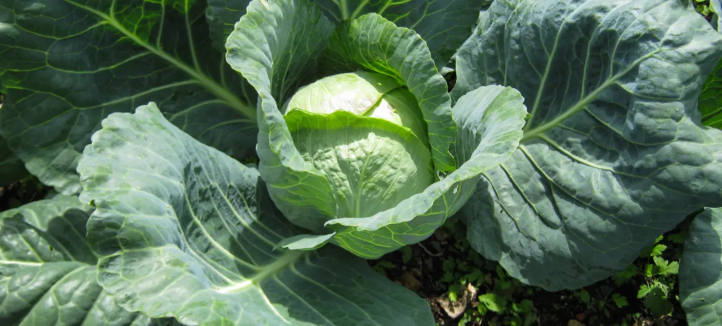 Cabbage i the ground