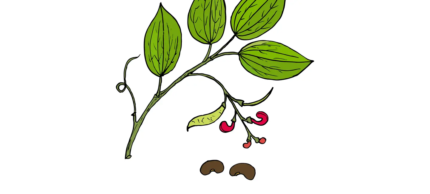 drawing of Calabar Bean plant