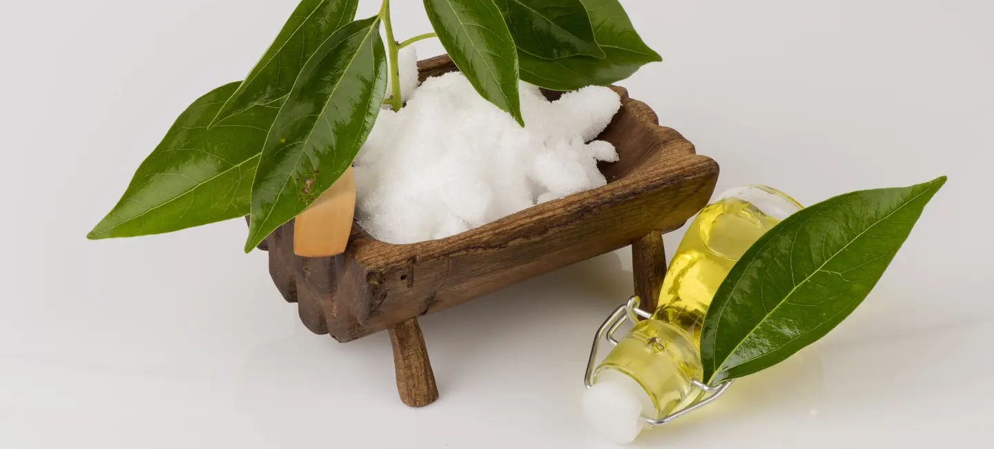 Camphor powder oil and leaves