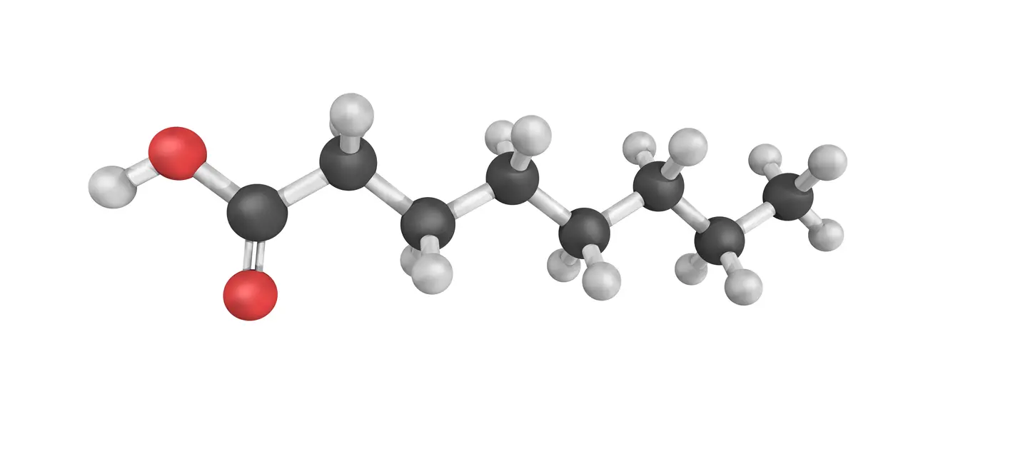 Caprylic Acid molecule