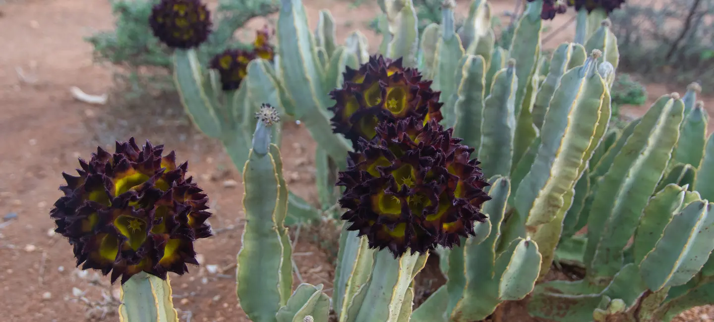 Caralluma plant