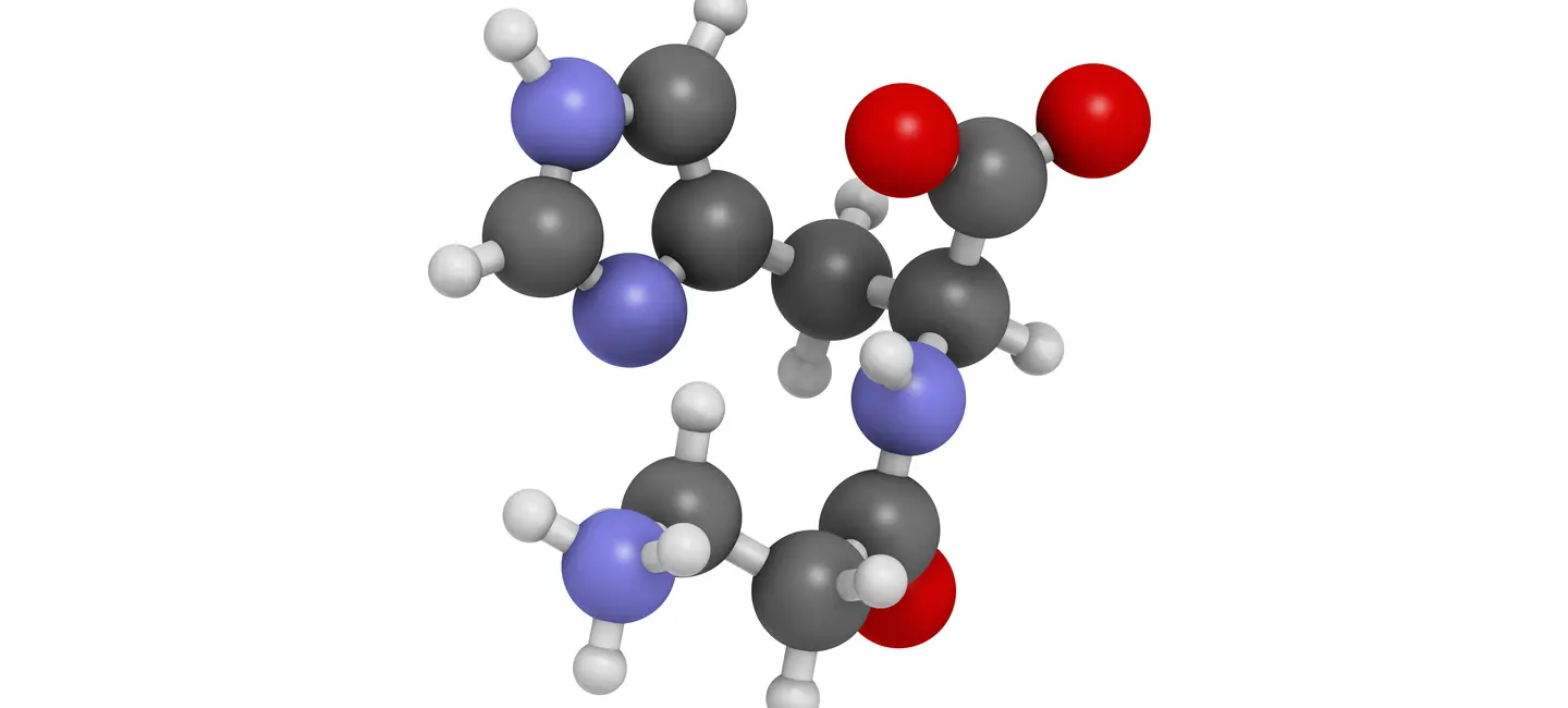 Carnosine molecule