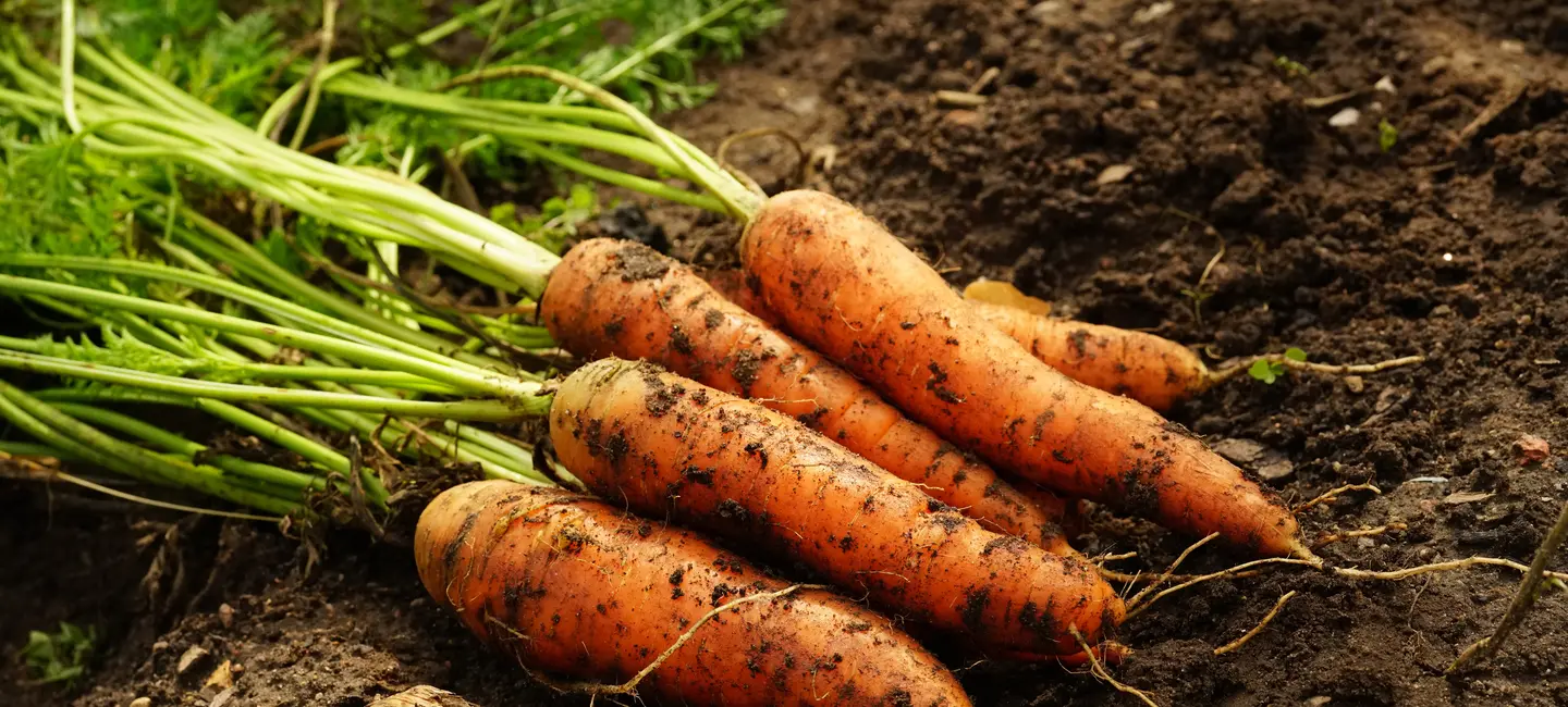 Carrots on the grown