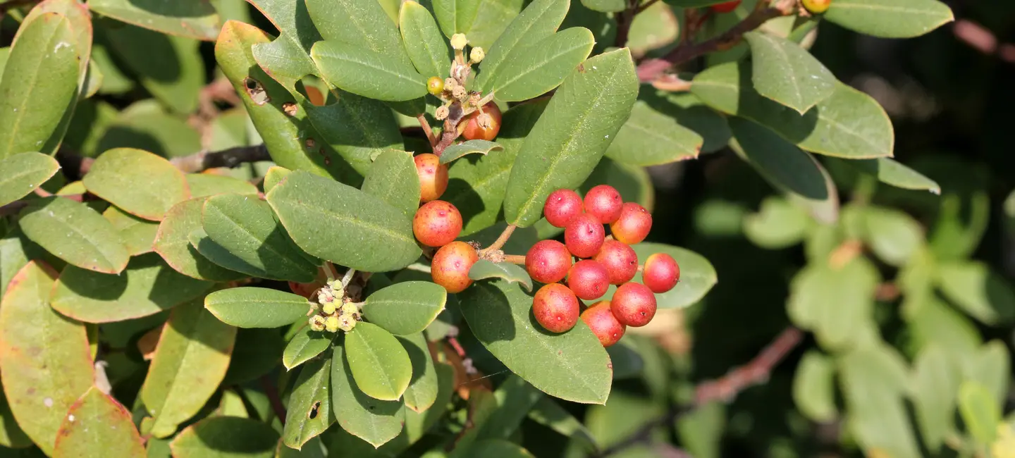 Cascara Sagrada plant