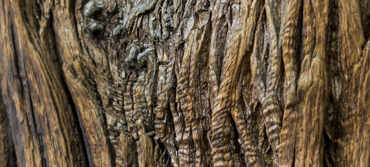 Cascarilla bark