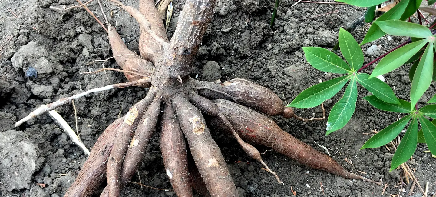 Cassava in the grown