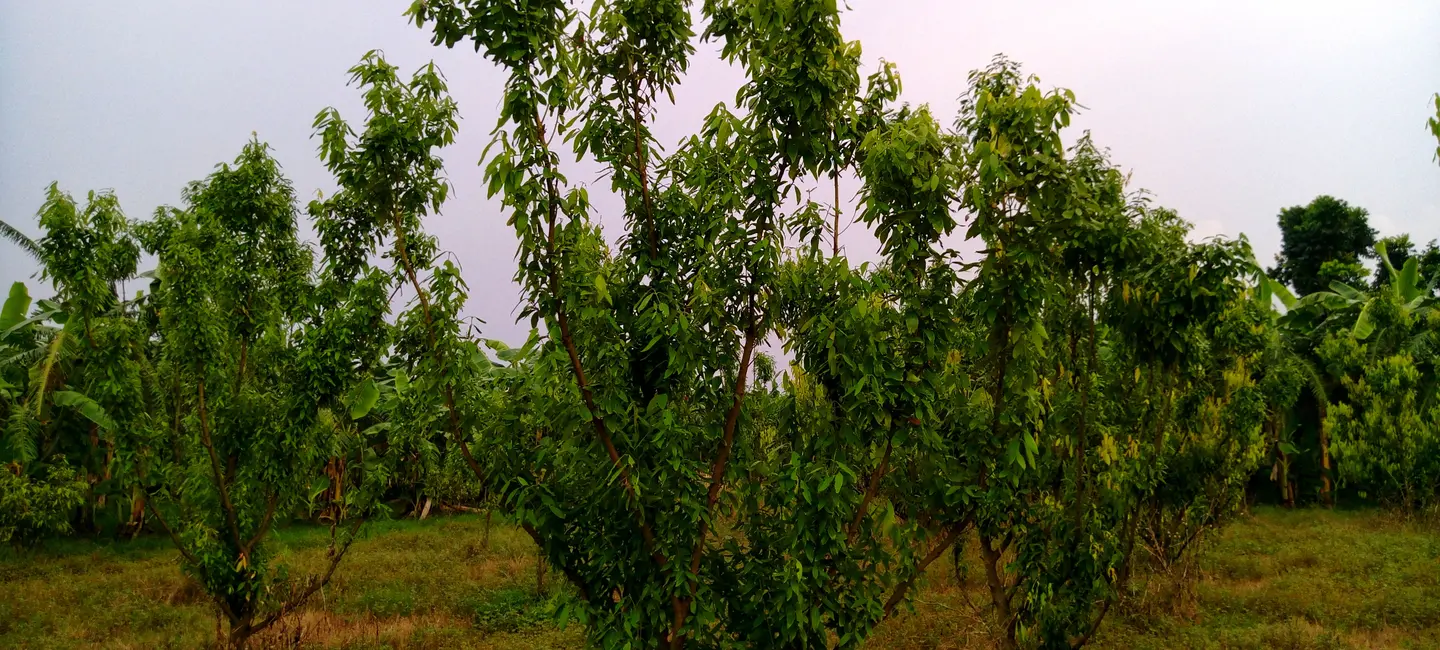 Cinnamomum Tamala tree