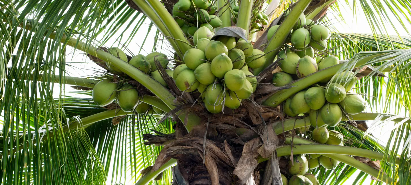 Coconuts in Coconut tree