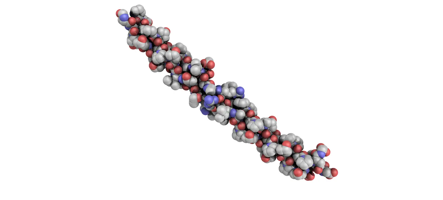 Collagen Type II molecule