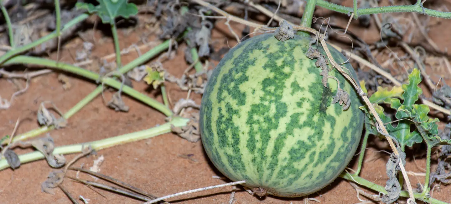 Colocynth plant