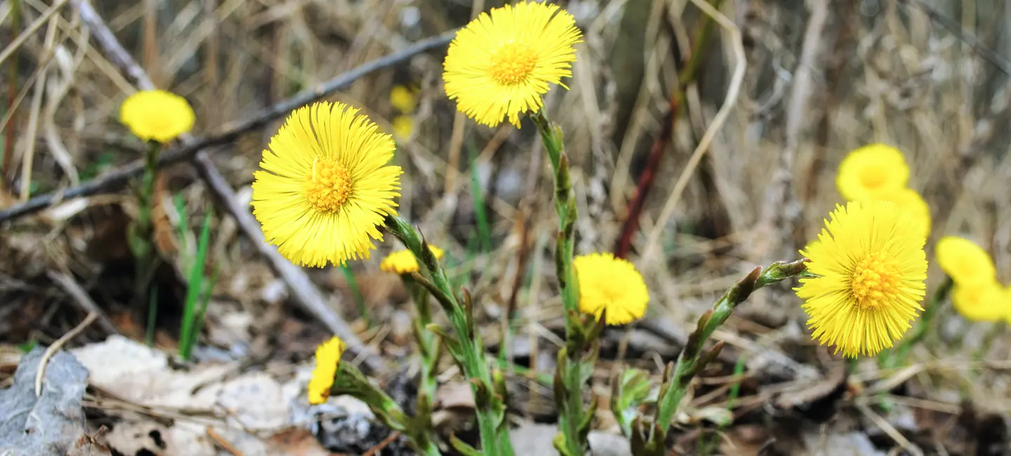 Coltsfoot pant