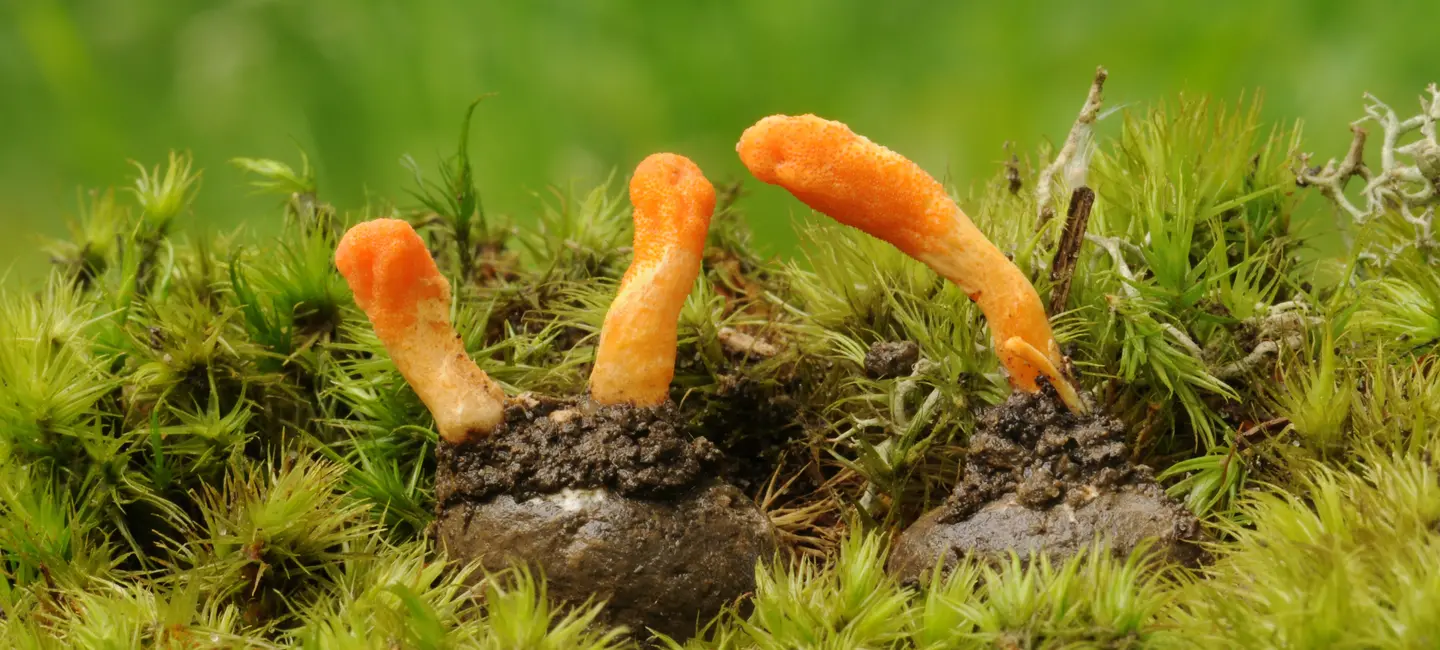 Cordyceps fungus