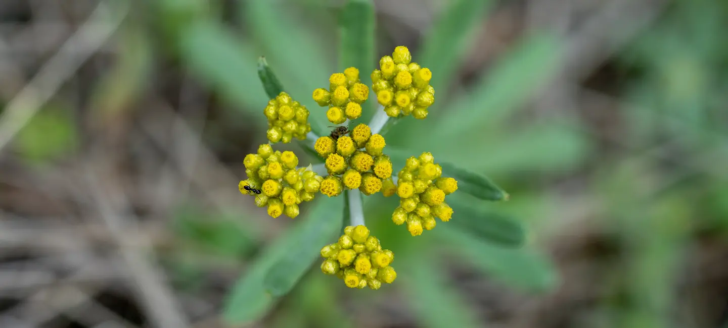 Cudweed plant