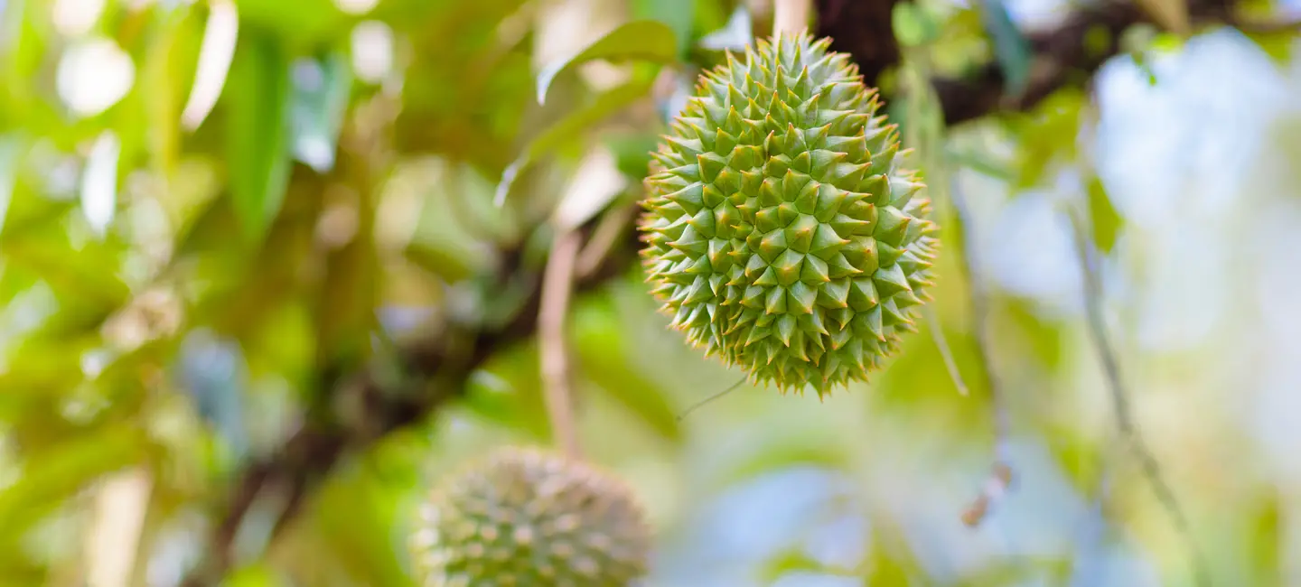 Durian fruit in tree