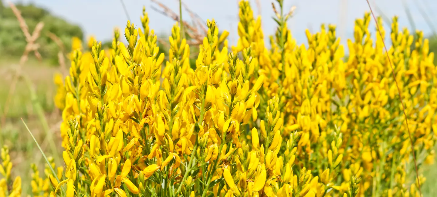 Dyer's Broom plant