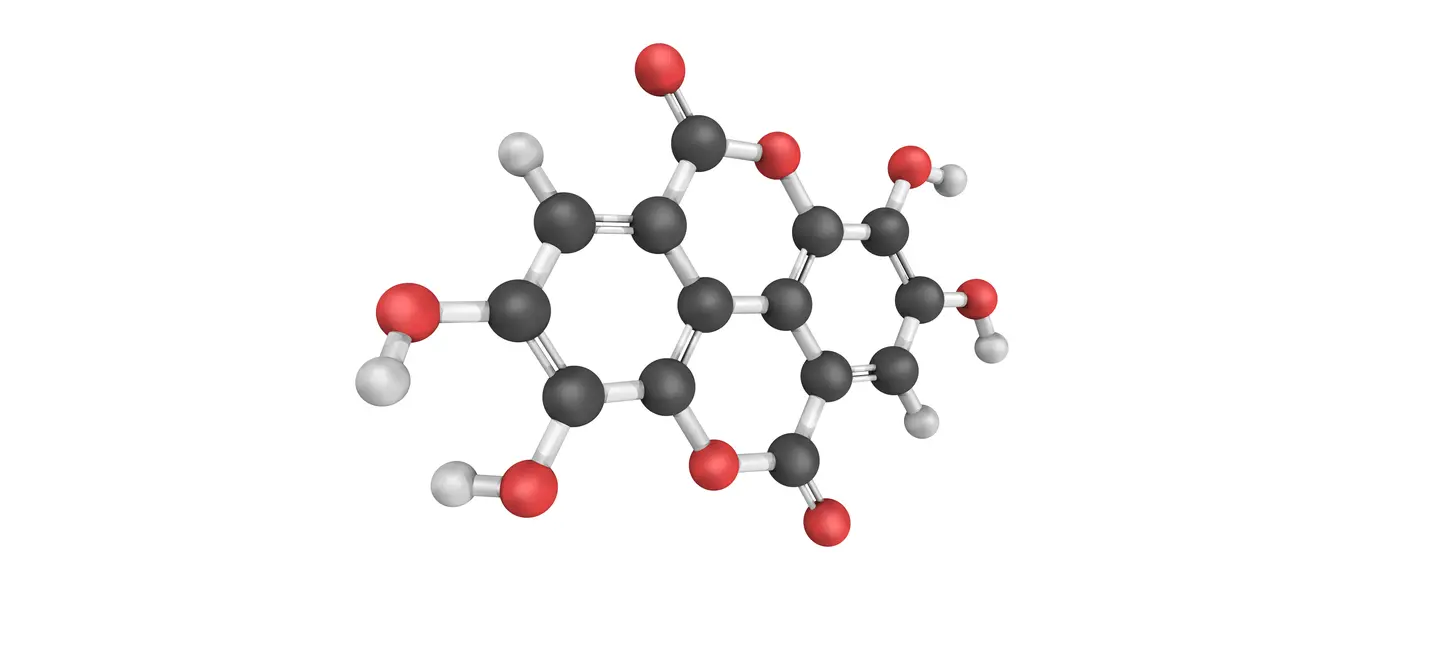  Ellagic Acid molecule