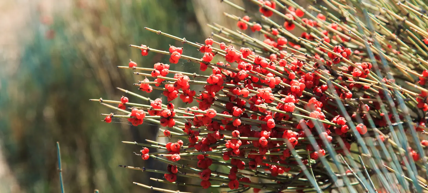 Ephedra plant