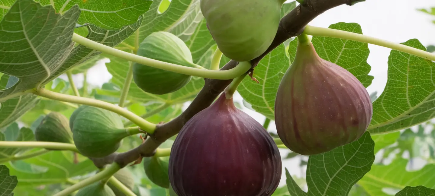 Fig tree