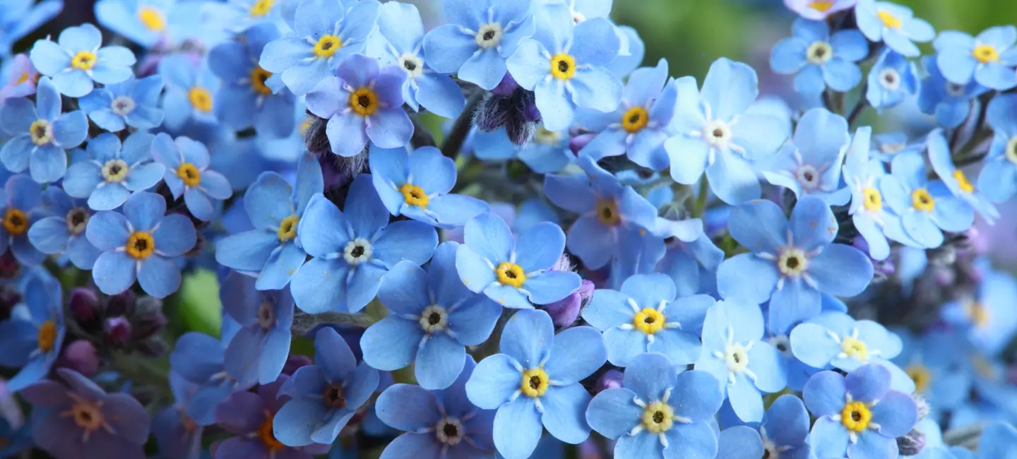 Forget-Me-Not plant