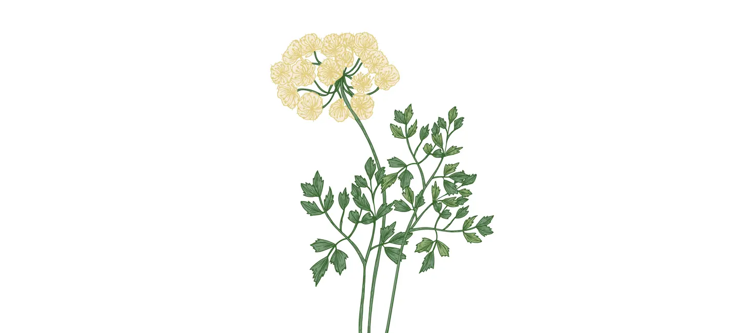 drawing of Galbanum plant