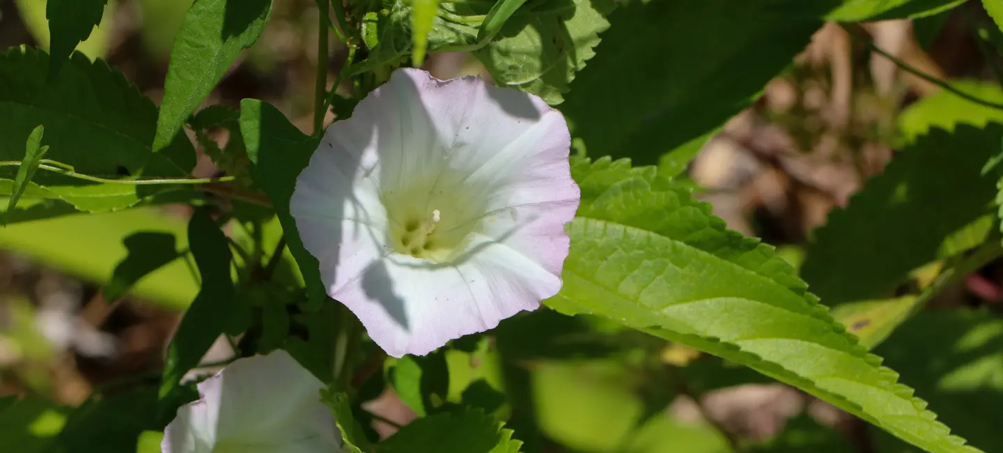 Greater Bindweed plant