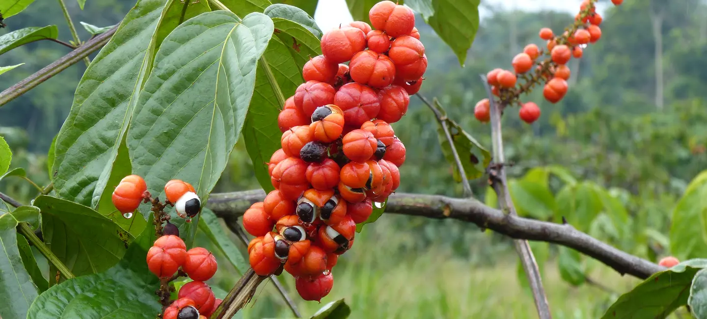 Guarana plant