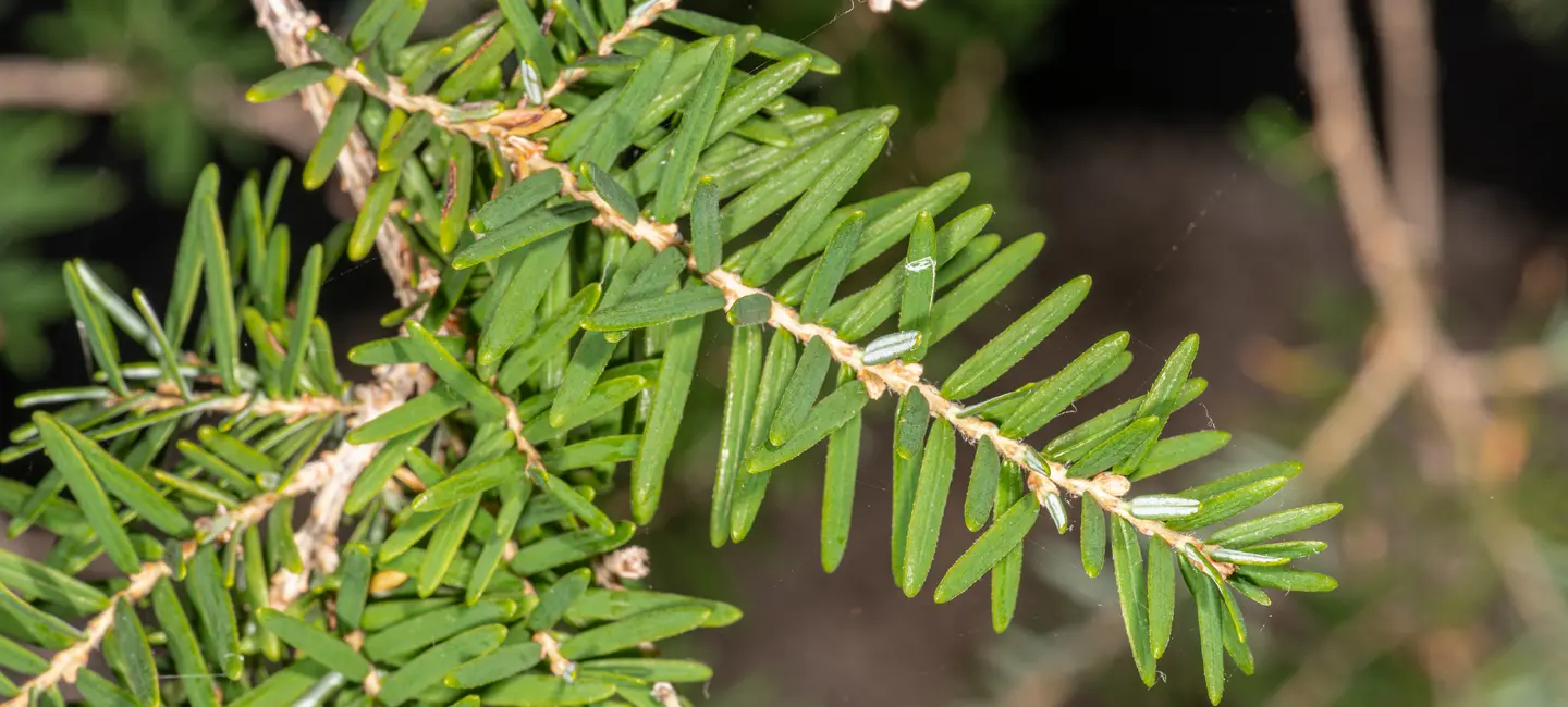 Hemlock Spruce plant