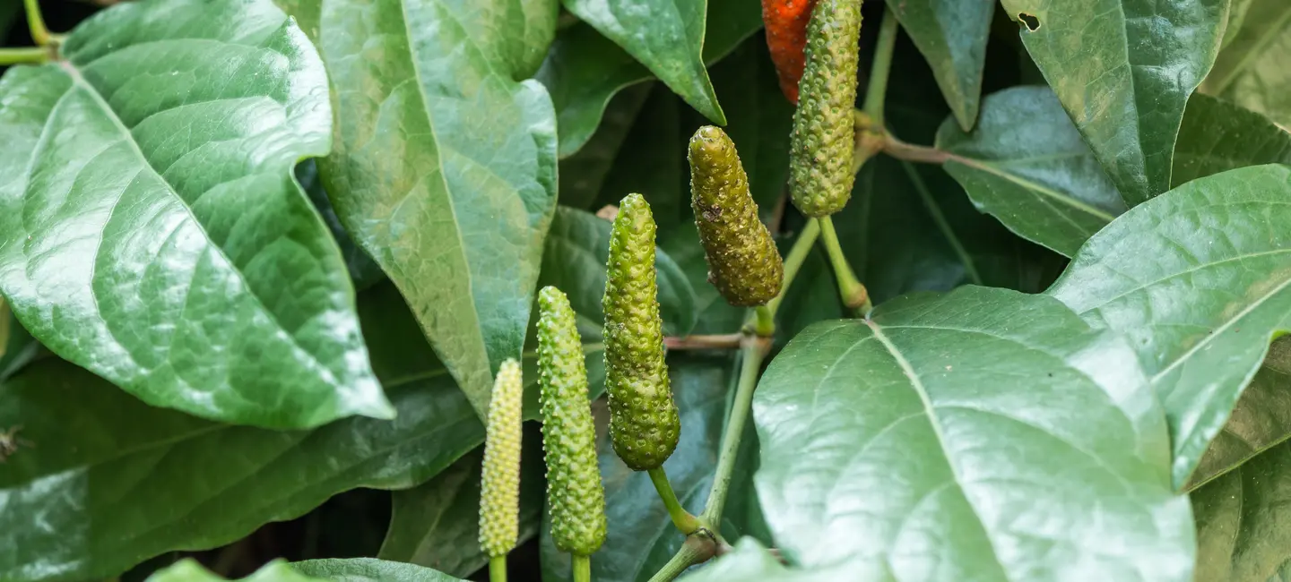 Indian Long Pepper plant