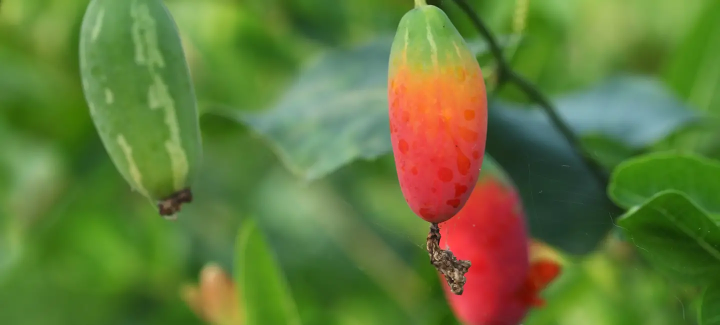 Ivy Gourd plant