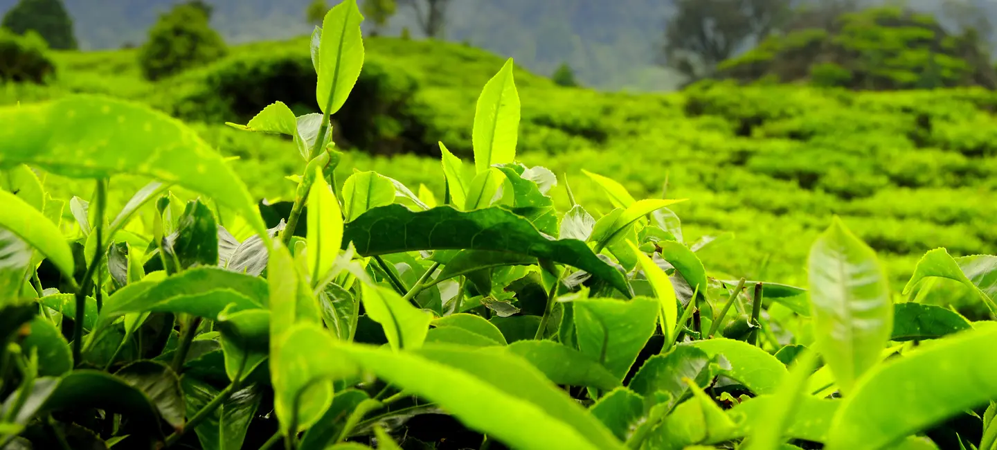 Java Tea plant
