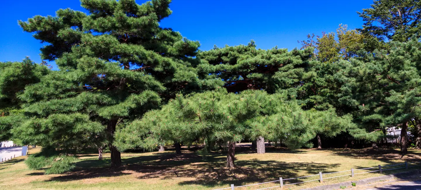 Korean Pine tree