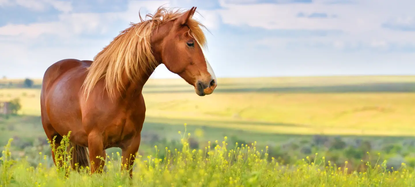 horse in flower field