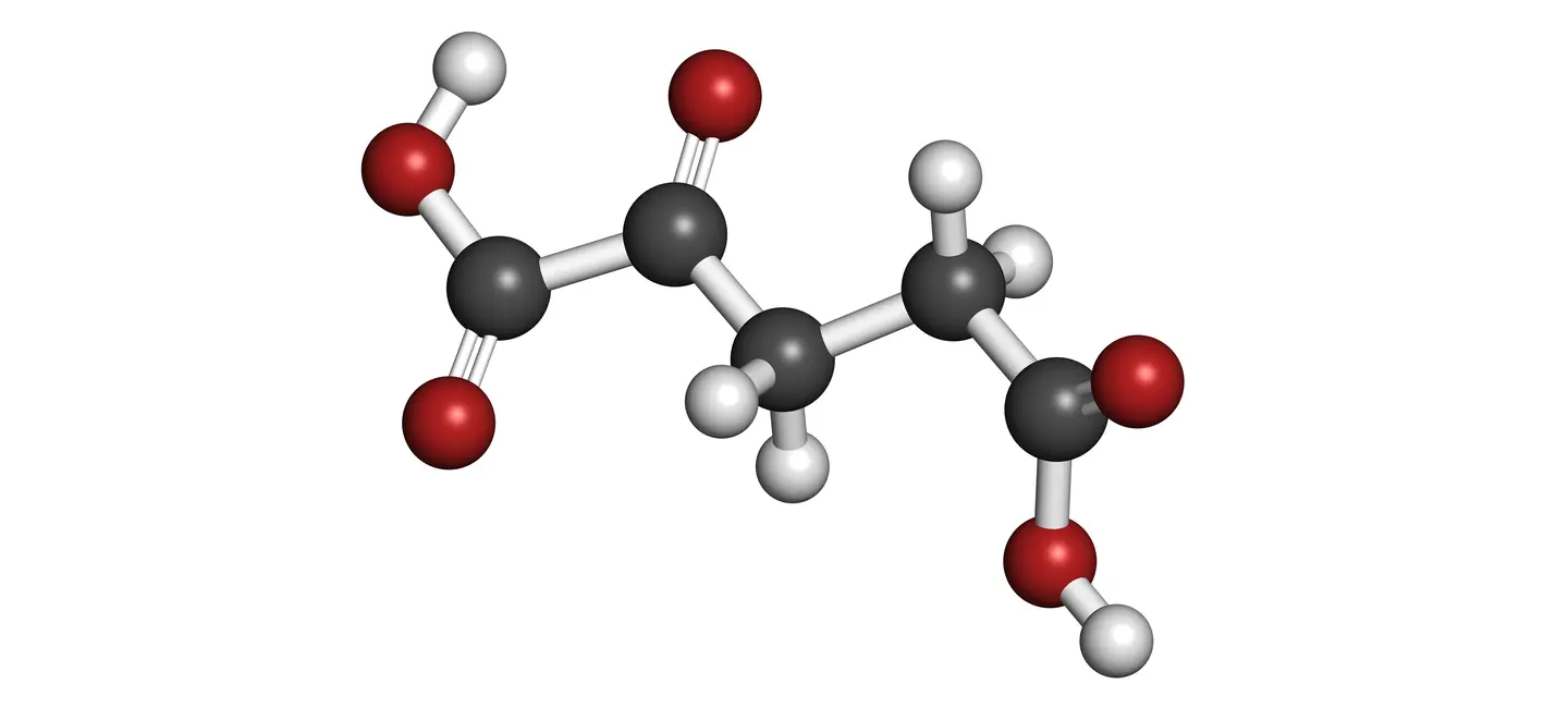 Alpha-Ketoglutarate Molecule