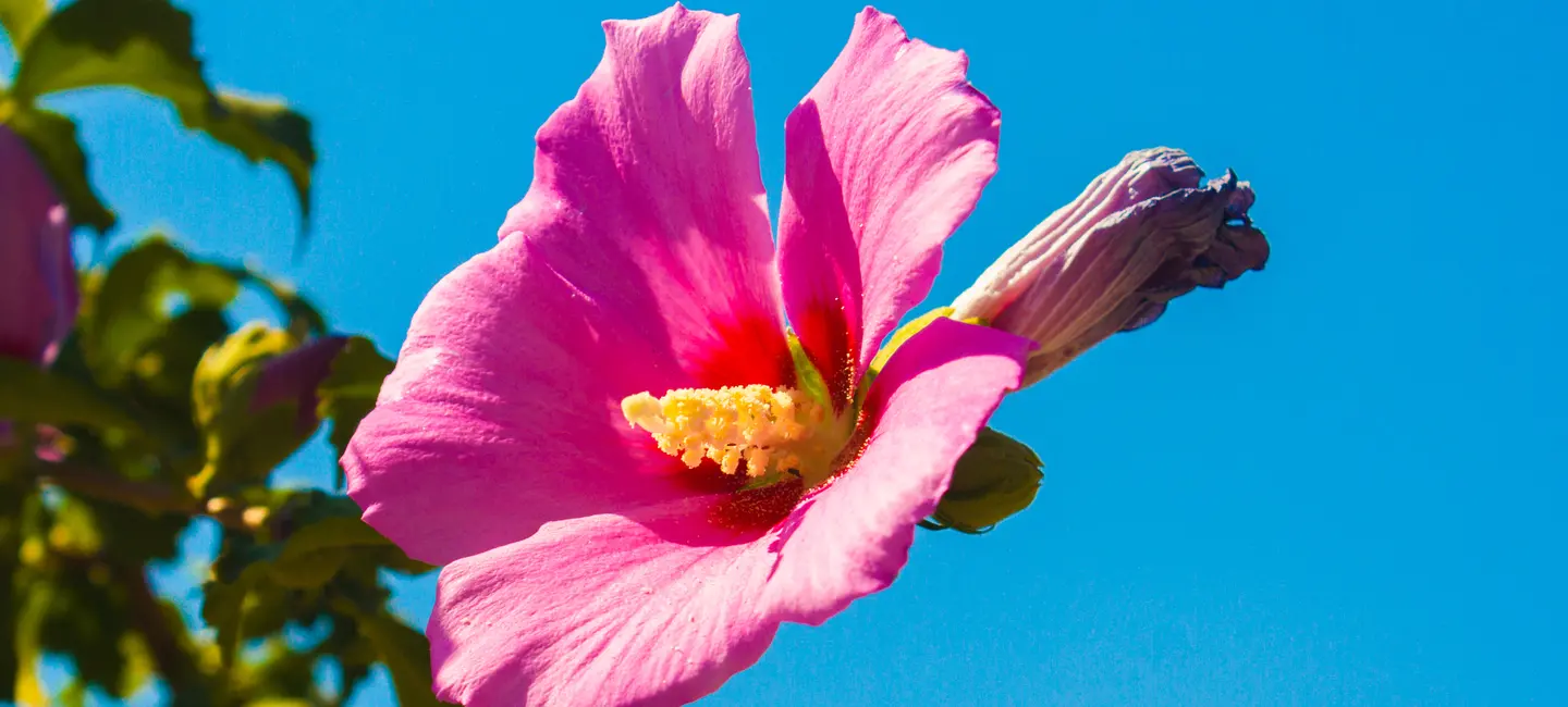 Chinese Mallow plant